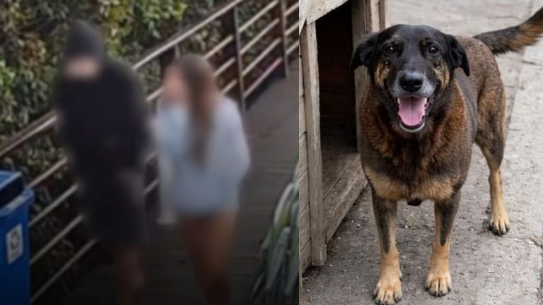 Garoto acusado matar o cão Orelha não poderá ser internado porque ECA só prevê violência contra pessoas